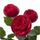Роза Пиано (Rose Piano)