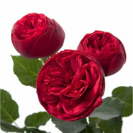 Роза Пиано (Rose Piano)