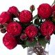Роза Пиано (Rose Piano)