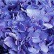 Гортензия синяя (Hydrangea)
