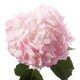 Гортензия розовая (Hydrangea)