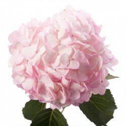 Гортензия розовая (Hydrangea)