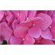 Гортензия розовая (Hydrangea)