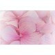Гортензия розовая (Hydrangea)