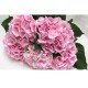 Гортензия розовая (Hydrangea)