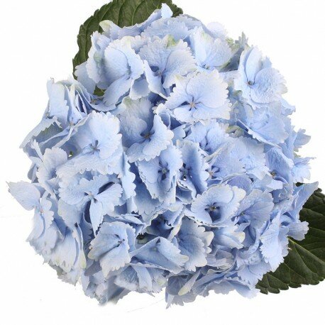 Гортензия голубая (Hydrangea)