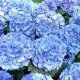 Гортензия голубая (Hydrangea)