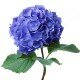 Гортензия синяя (Hydrangea)