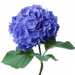 Гортензия синяя (Hydrangea)