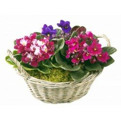 Фиалки в корзине